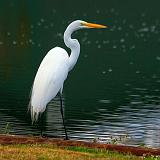 Great Egret_25344